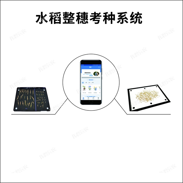 水稻整穗考種系統_副本.jpg